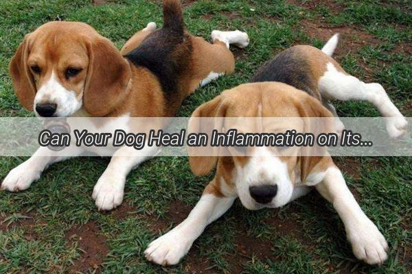 Can Your Dog Heal an Inflammation on Its Own Discover the Truth Behind Canine SelfHealing Powers